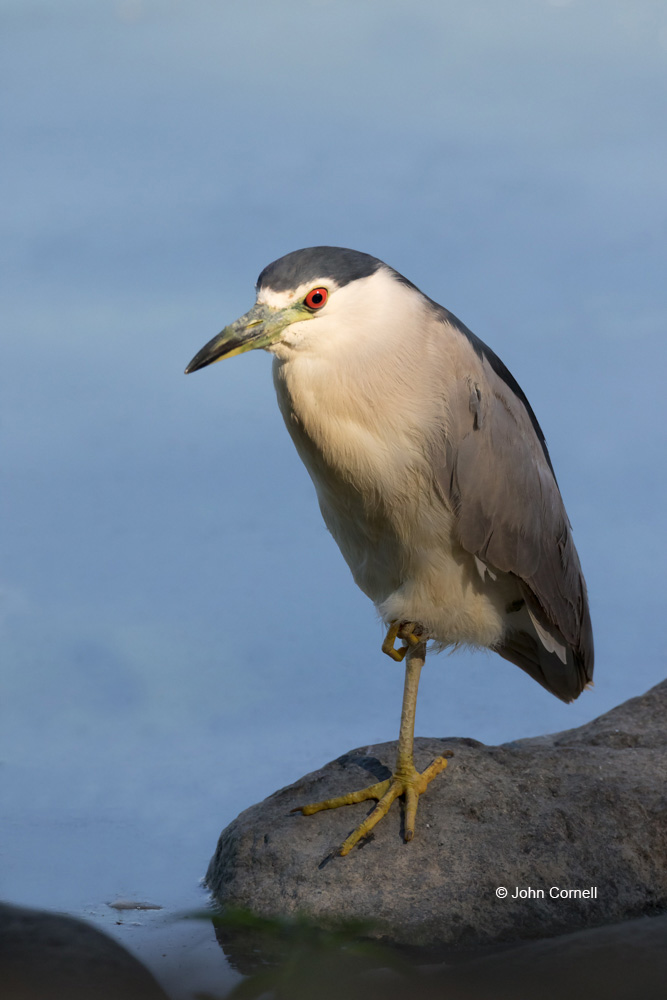 Black-crowned Night Heron;Heron;Nycticorax nycticorax;One;avifauna;bird;birds;color image;color photograph;feather;feathered;feathers;natural;nature;outdoor;outdoors;wild;wilderness;wildlife
